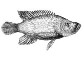 Fish of the Sea of Galilee - Chromis Simonis, traditionally the fish with the coin - Mt.17.27